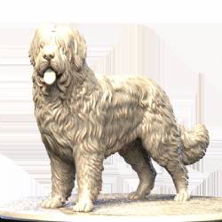 Briard (2)